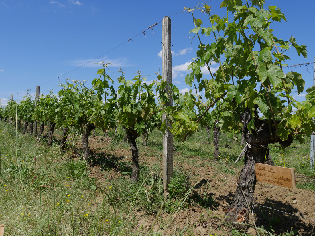 Виноградник на урожай